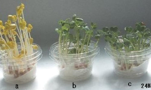 例假期间敷面膜效果更好吗-月经期间做面膜过敏了是怎么回事-专业经期敷面膜最佳时间平台-大姨妈期间面膜会比平时吸收好吗